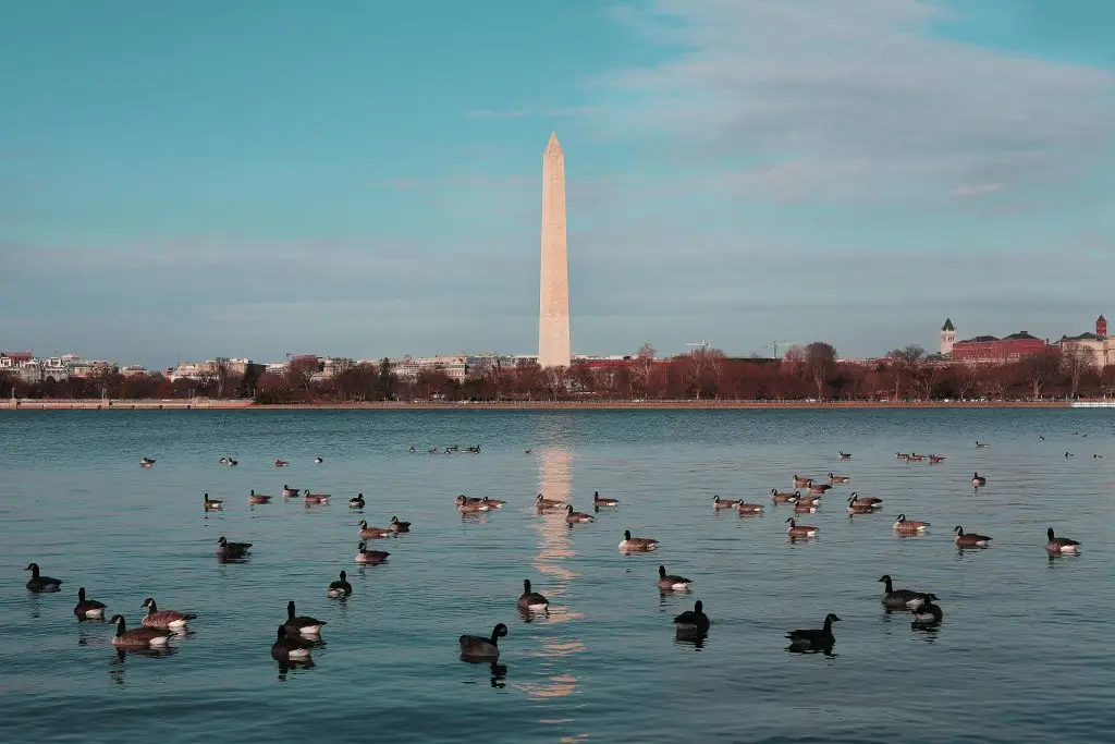 Ducks in front of Washington Monument